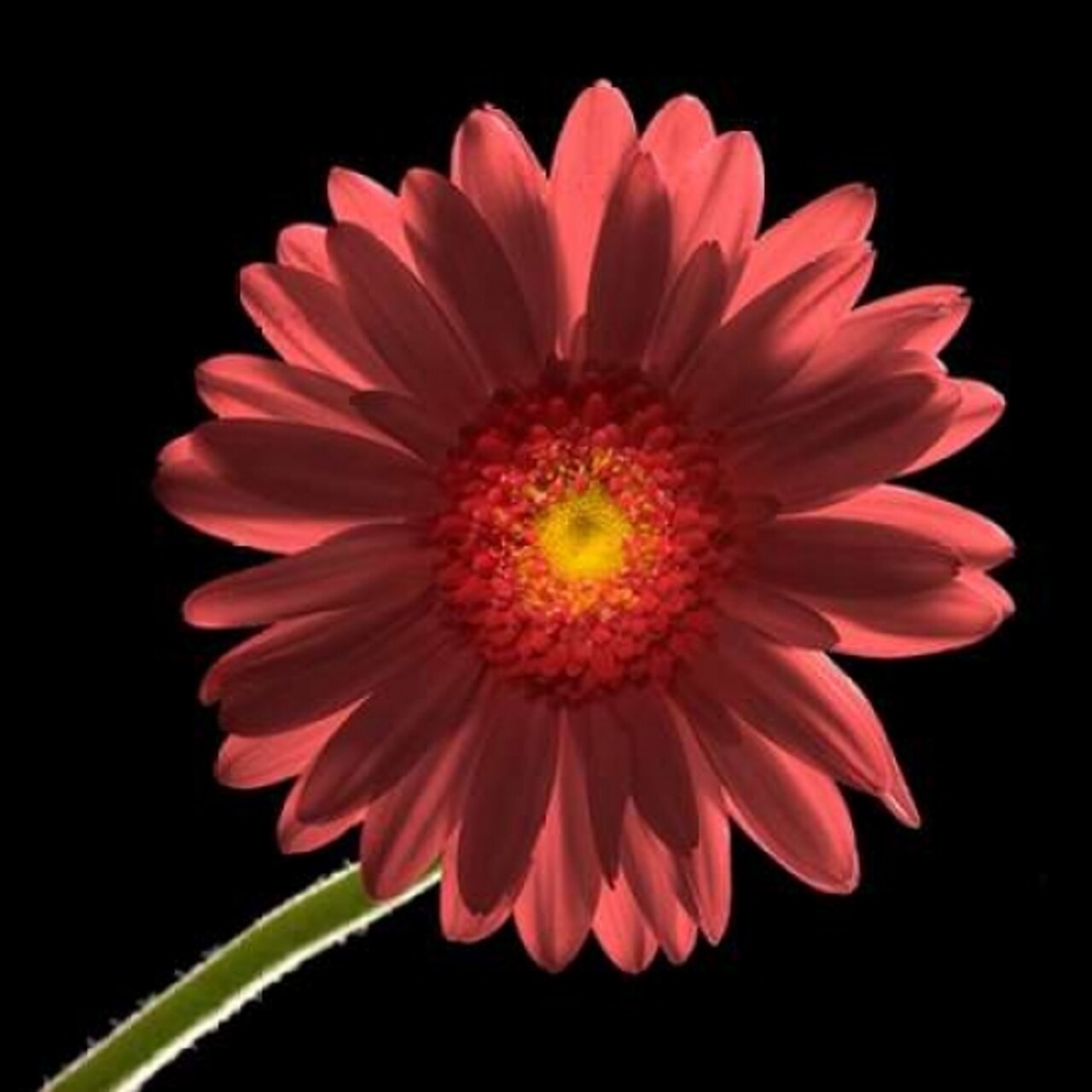 Gerber Daisy 1 Poster Print by Barry Seidman - Item # VARPDXBSSQ005A